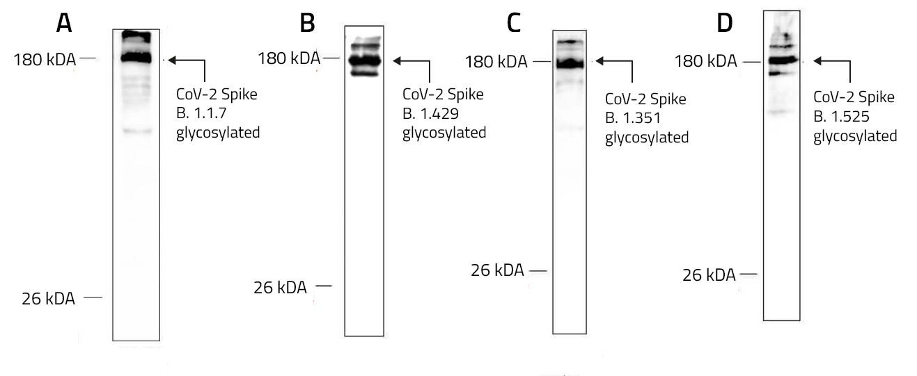 Examples for RHo1D4-tag protein purifications using Cube Biotech products